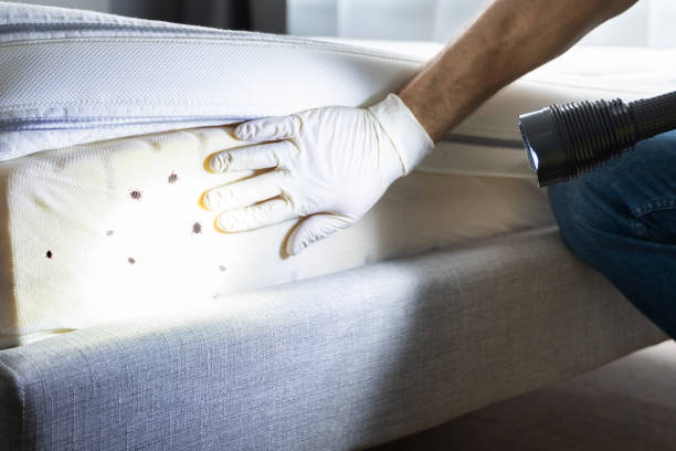 Best Affordable Pest Control Services  in Chandler, TX