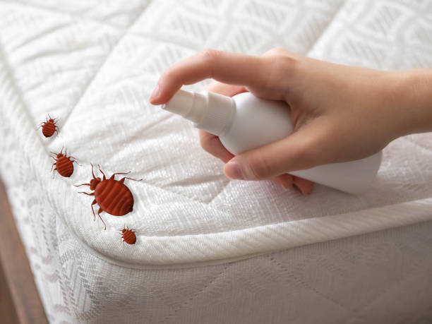 Best Wasp Removal Services  in Chandler, TX