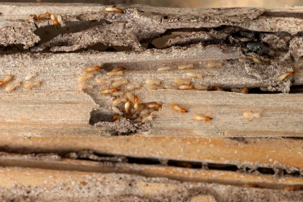 Wasp Removal Services in Chandler, TX