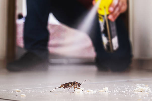 Best Affordable Pest Control Services  in Chandler, TX